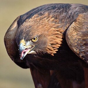 Steinadler_2