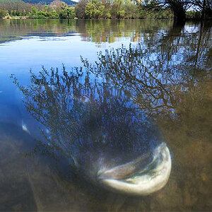 fischoderwas2