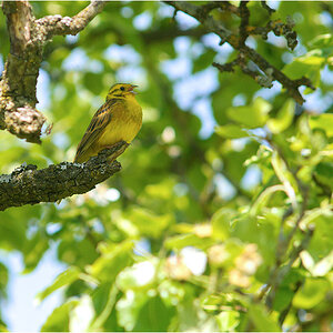 goldammerimapfelbaum1