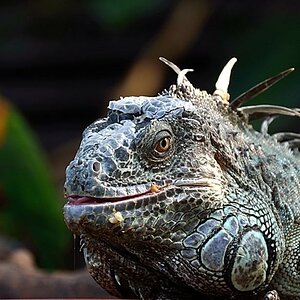 Leguan