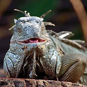 Leguan_2