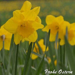 Narzisse Ostern