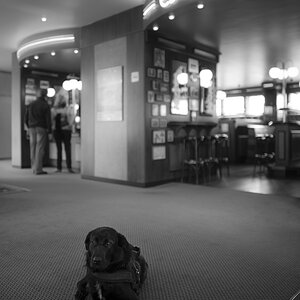hotelhund4