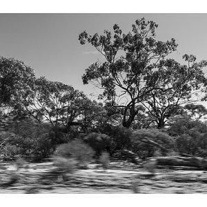 roadtrees