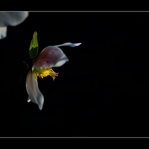 Blume PZ16890