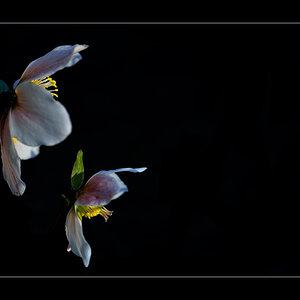 Blume PZ16889
