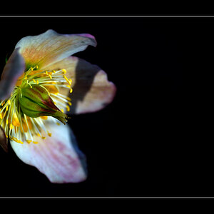Blume PZ16888