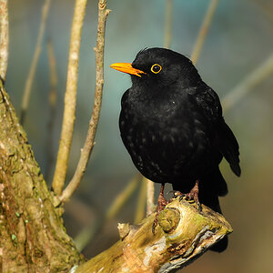 DSC 8403 Amsel 1000