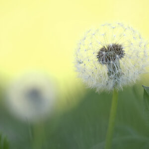 491024pusteblumen