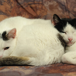 KATZEN 1665