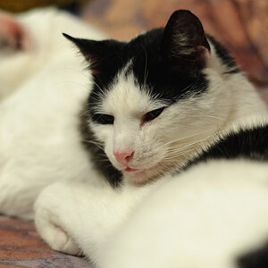 KATZEN 1666