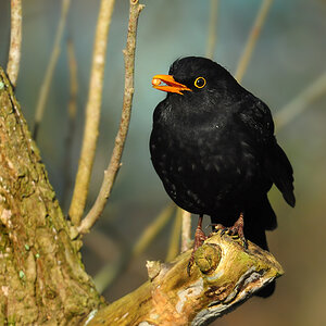 DSC 8410 Amsel 1000