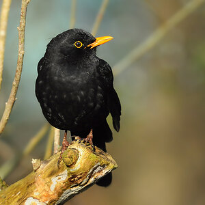 DSC 8414 Amsel 1000