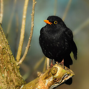 DSC 8418 Amsel 1000