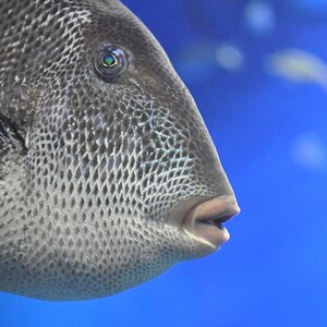 Fisch 1