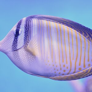 Fisch 2