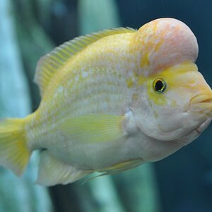Fisch 3