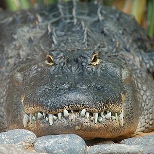 Krokodil 1