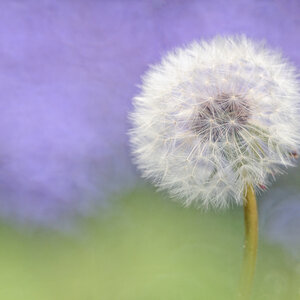 Pusteblume
