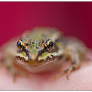 frogeyes