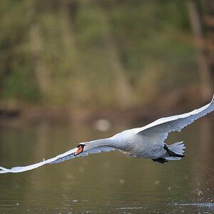 Schwan
am Dutzendteich Nürnberg