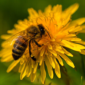 Sammlerin

Heute, 12° 02´, f8, 1/640s;

D300 + AF-S 2,8/105mm G IF-ED VR