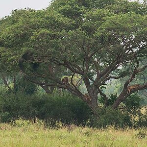 0868