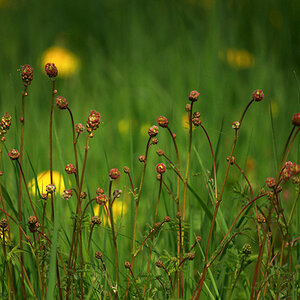 848800wiesenknopf