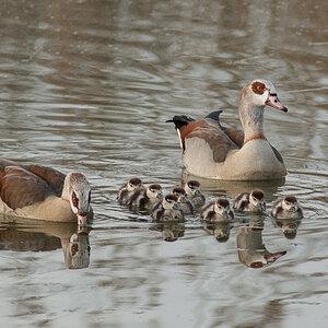 Familienschwimmen