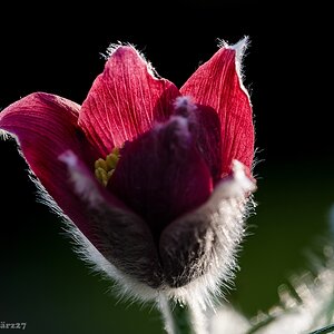 20140327 DSC 0037nf Küchenschelle