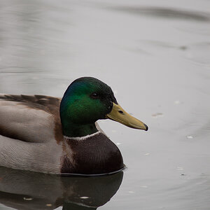 mal ne scharfe Ente... mit dem 300mm F4