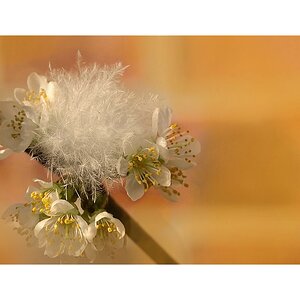 Compressed 0541