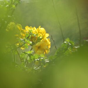 Frühling 03