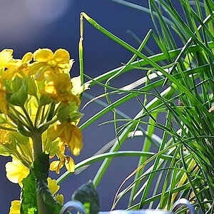 Frühling 04
