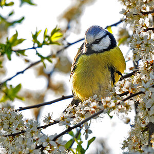 DSC 8759 Blaumeise Pfeifferäcker 950 1