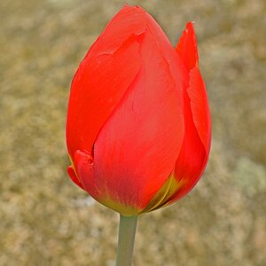 Blüte 3