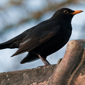 Aufmerksame Amsel

Zur Zeit tragen die Männchen ihre (Revier-?)Kämpfe aus,
da muss man(n) natürlich auf der Hut sein!

Heute, 7° 23; 
D300s + AF-S 2,8