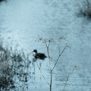 Suchbild Ente