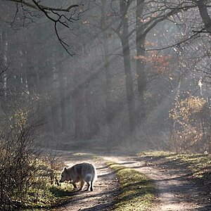 Morgen im Wald 018