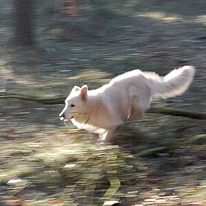 Morgen im Wald 061