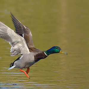 Stockente
am Dutzendteich Nürnberg