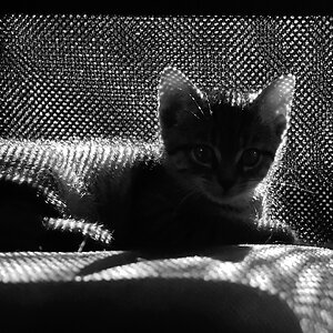 2012 09 30 9459  D300S A sw