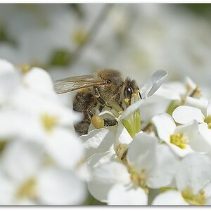 MNE 3446, 20140329
D800 Micro AF 60mm/2,8