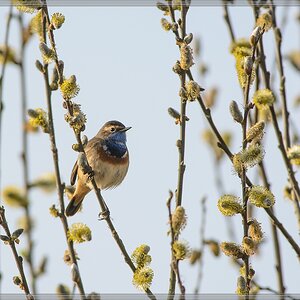 20140330 6279 [NIKON D7100] 500 mm,1 800 Sek. bei ƒ   5,6