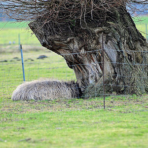 Schaf-Weide (D300 mit 80-200/2.8; Bl. 2.8, 1/400s; MHX 7843x)