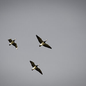 Formationsflug