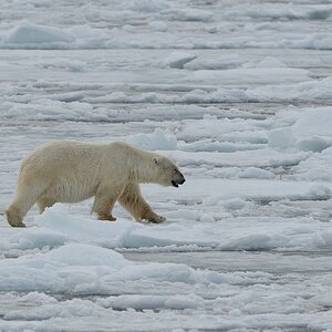 s783 Eisbär 8516