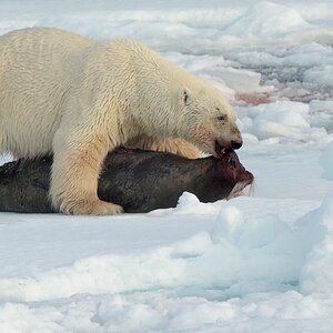 s794 Eisbär 4679