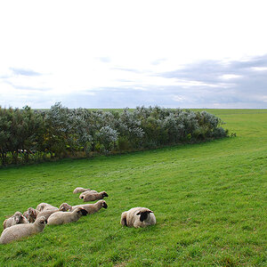 Deichschafe an der Greetsieler Deichnase DSC 1136x