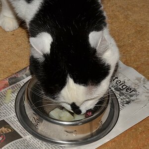 spargelKatze